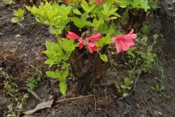 立秋后能否栽活映山红下山桩，此时栽种可促进发育提高成活率