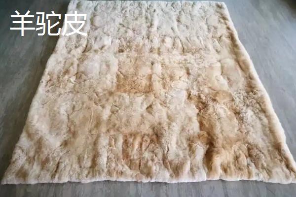 羊驼的养殖用途，肉质可食用、皮毛可制成衣物和工艺品