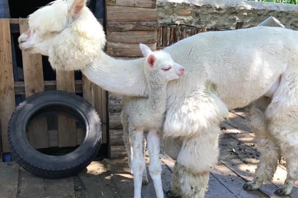 羊驼的养殖用途，肉质可食用、皮毛可制成衣物和工艺品
