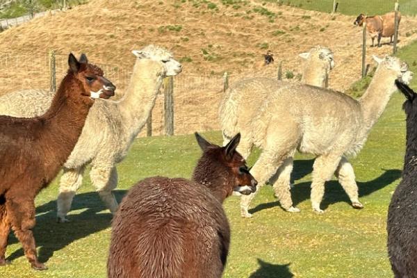 羊驼的养殖用途，肉质可食用、皮毛可制成衣物和工艺品
