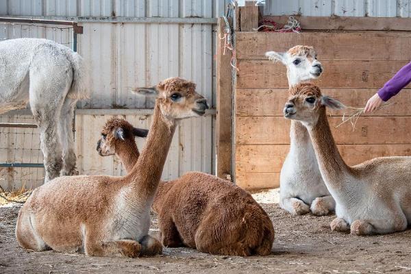 羊驼的养殖用途，肉质可食用、皮毛可制成衣物和工艺品