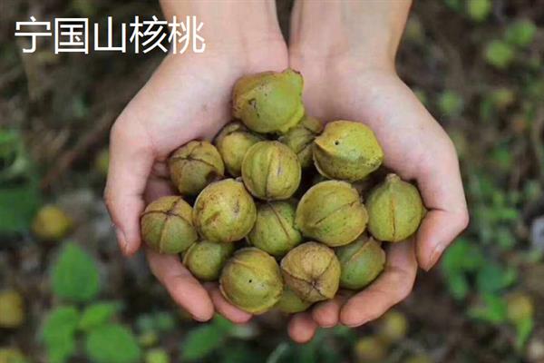 安徽省宣城市的特产，宣城茶叶深受消费者喜爱