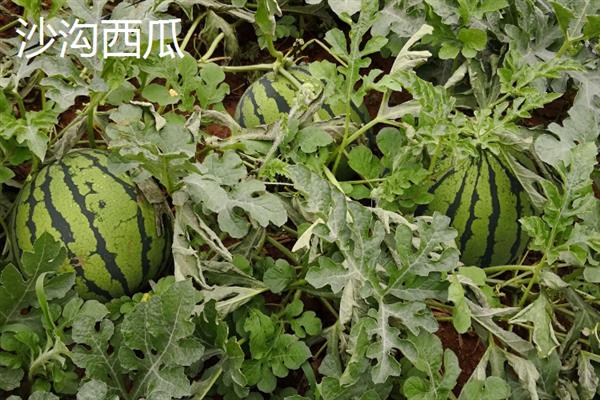 安徽省宣城市的特产，宣城茶叶深受消费者喜爱