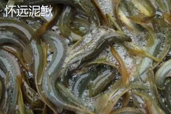 安徽省宣城市的特产，宣城茶叶深受消费者喜爱
