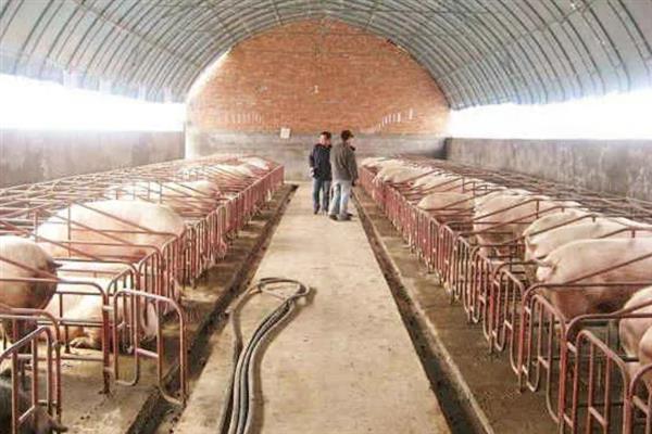 怎么在大棚内养猪，注意做好消毒、降温等工作