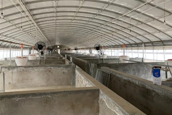 怎么在大棚内养猪，注意做好消毒、降温等工作