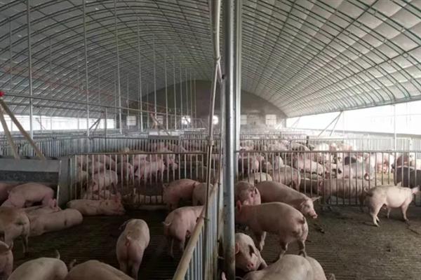 怎么在大棚内养猪，注意做好消毒、降温等工作