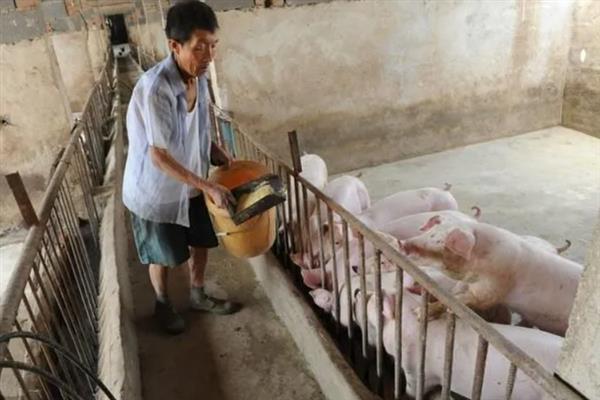 怎么在大棚内养猪，注意做好消毒、降温等工作