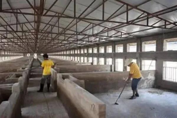 怎么在大棚内养猪，注意做好消毒、降温等工作