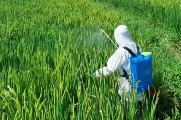 咪鲜胺的防治对象，对禾谷类作物的白粉病、稻谷恶苗病等病害具有防效