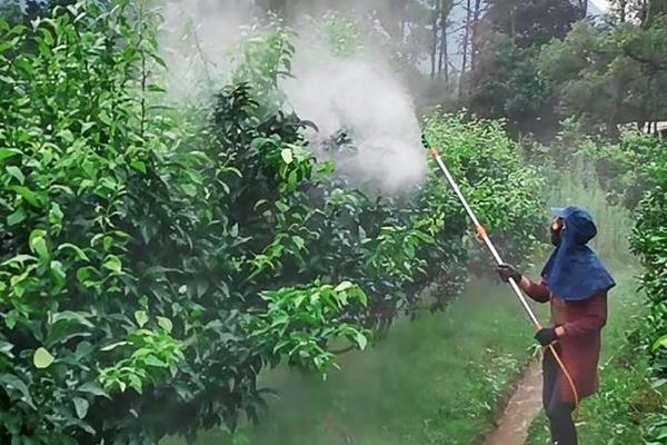咪鲜胺的防治对象，对禾谷类作物的白粉病、稻谷恶苗病等病害具有防效