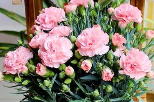 康乃馨有没有毒，康乃馨无毒