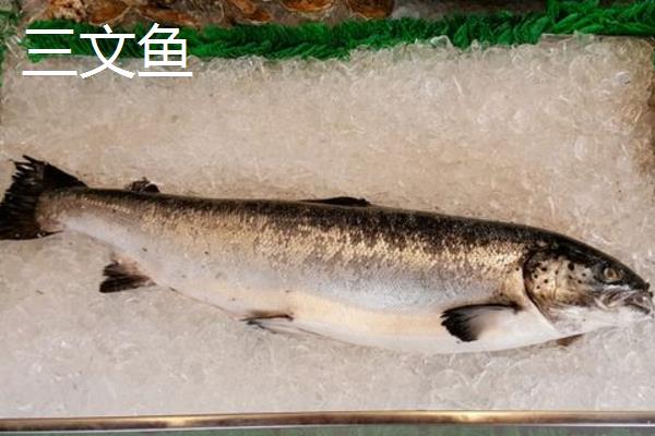 三文鱼和虹鳟鱼有什么区别，纹理、颜色和厚度均不同