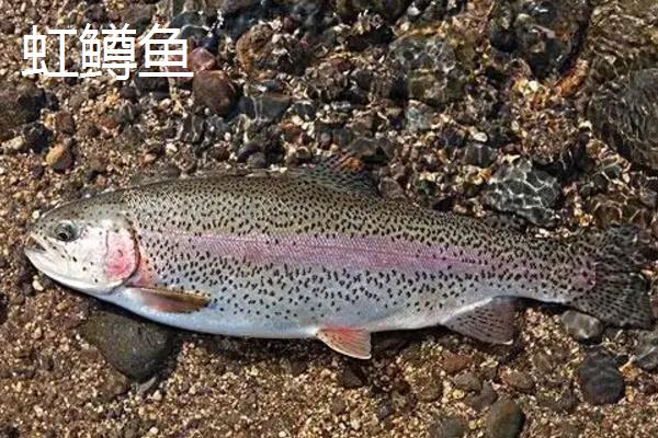 三文鱼和虹鳟鱼有什么区别，纹理、颜色和厚度均不同