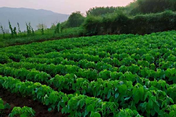 吉育86大豆简介，生育期128天