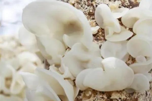 玉木耳的特点，有着圆边、单片、小碗等特征
