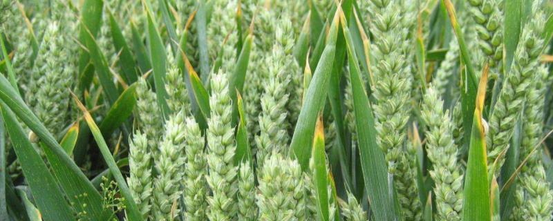 创红麦2号小麦品种的特性，属偏春性品种