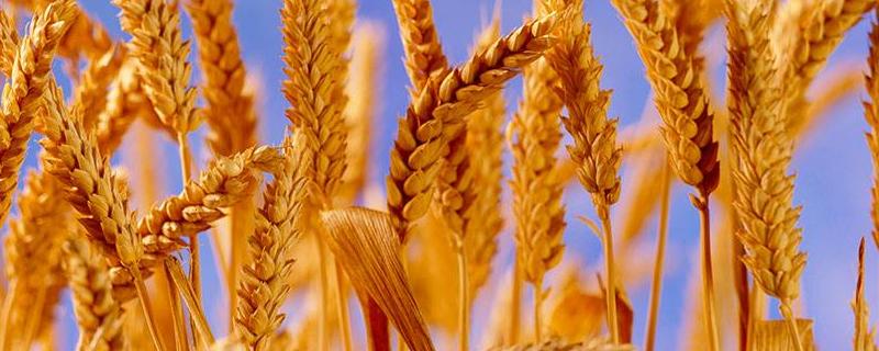 长辐麦8号小麦种子简介，小穗着生密度中等