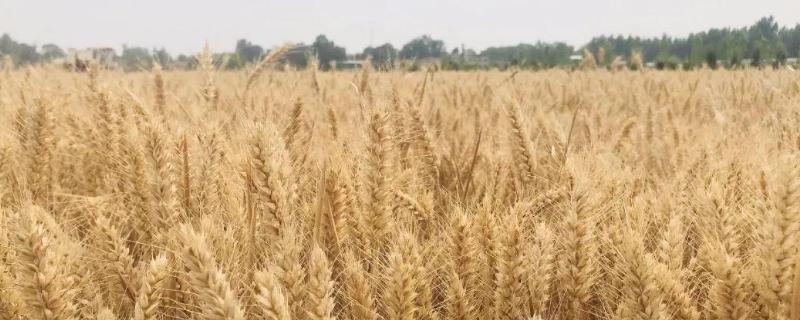 襄麦90小麦种简介，小穗着生密度稀到中
