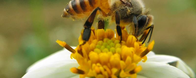 蜜蜂一般会在什么地方筑巢，会选择蜜源丰富、环境适宜的地方
