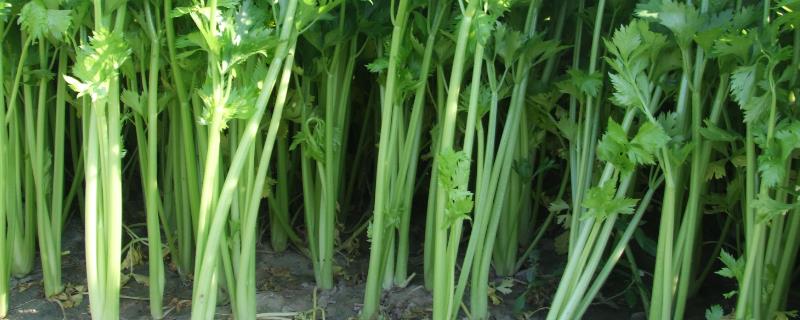 春芹菜如何种植，选晴暖天气用湿播法播种