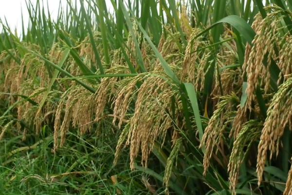 玖两优丝苗水稻品种的特性，每亩有效穗数20.6万穗