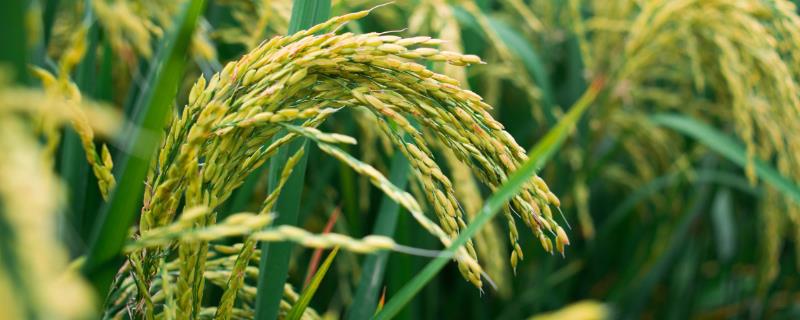 泰优银华粘水稻品种简介，每亩插足基本苗6－8万
