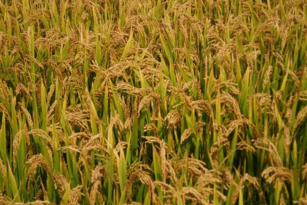 兆丰优108水稻种子特点，一般7月上中旬播种