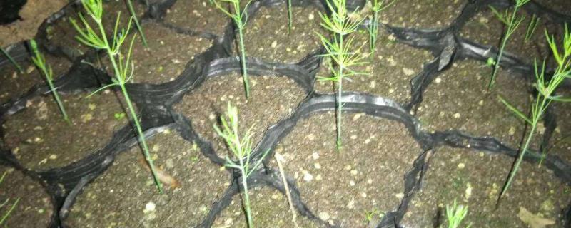 芦笋种子的催芽方式，需要先进行浸泡