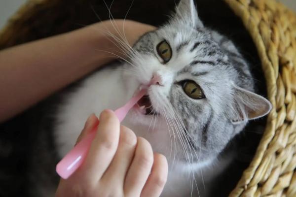 猫咪掉牙齿的原因，可能是正值换牙期或患有牙周炎