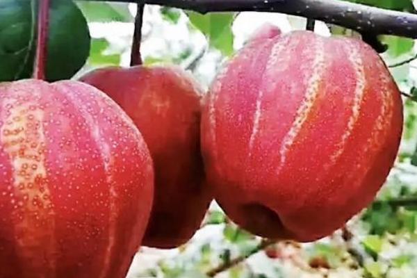 彩虹梨的市场价格和种植前景，零售价和批发价有区别