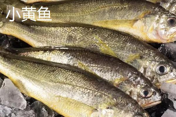 黄花鱼的价格，价格一般在15-25元一斤
