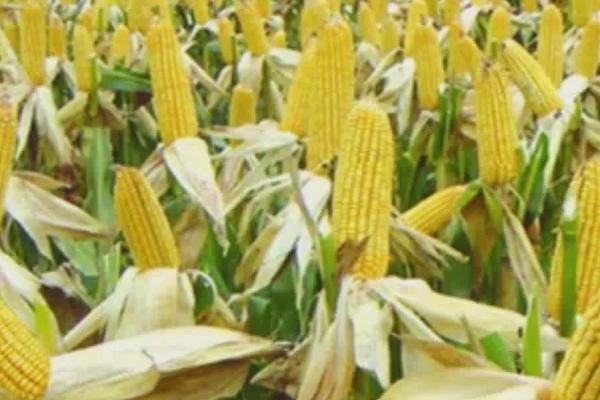 京华801玉米品种介绍，从出苗至成熟需要128.2天