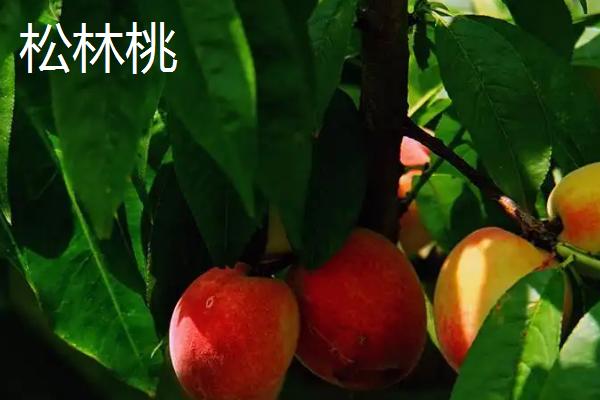 四川省自贡市的特产，荣县油茶荣获国家地理标志证明商标