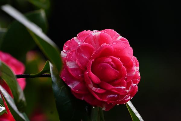 山茶花的花语，寓意谦让、孤傲和纯真