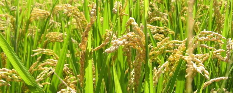 宜香优125水稻种子介绍，每亩有效穗数14.2万穗