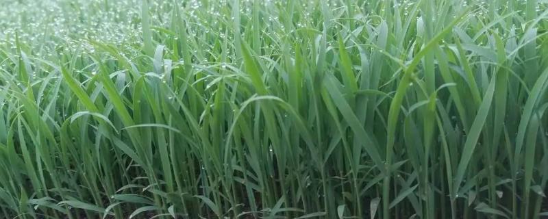 德香优715水稻种子简介，综合防治病虫害