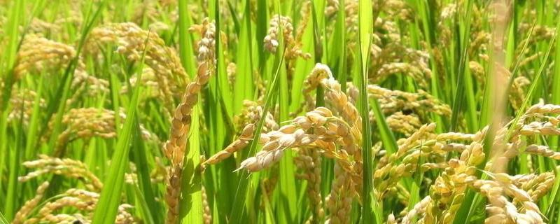 锦城优291水稻种简介，每亩栽插2万穴左右