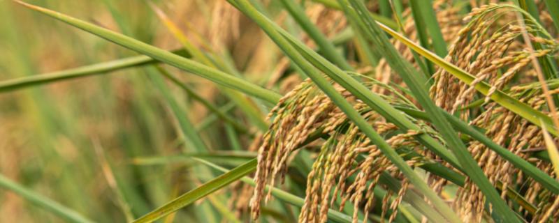 野香优油丝水稻种子简介，每亩有效穗数17.88万穗