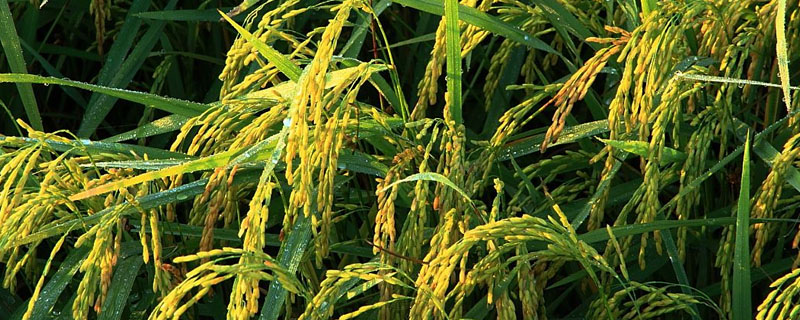 川康优727水稻种子特点，每亩有效穗数15.7万穗
