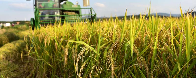 清香优168水稻种简介，每亩有效穗数13.95万穗