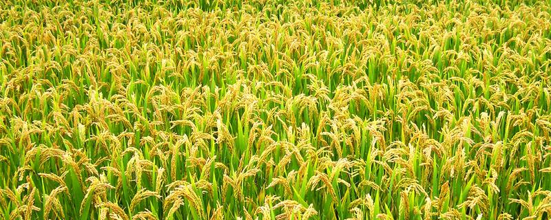 蓉7优808水稻种简介，秧田亩播种量8－10千克