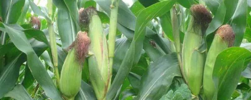 京科青贮568玉米种子特征特性，夏播青贮玉米品种