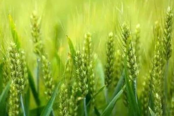 乐土808小麦种子特征特性，生育期236天