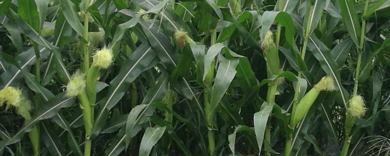 京白甜456玉米品种简介，种植密度每亩3500株左右