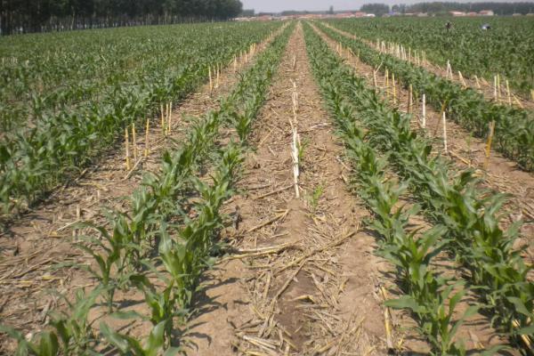 京科青贮568玉米种子特征特性，夏播青贮玉米品种