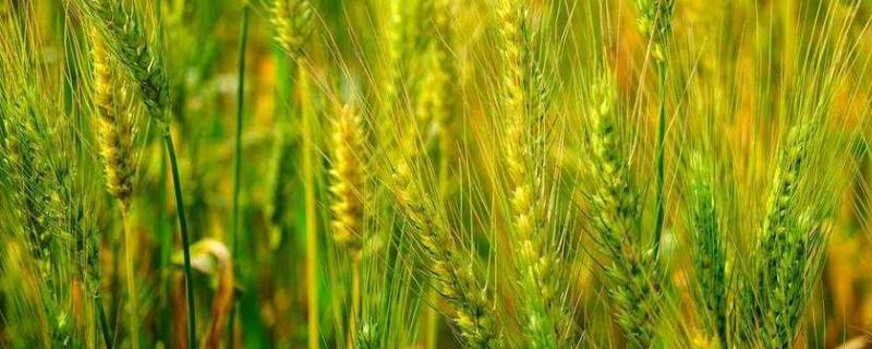 乐土808小麦种子特征特性，生育期236天