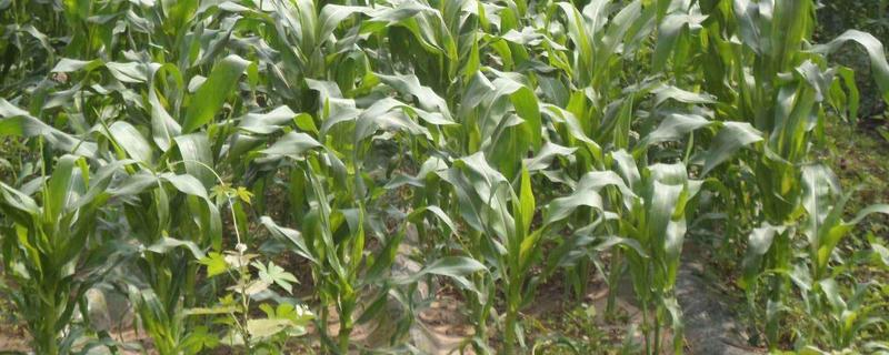 洰丰189玉米品种简介，适宜密度为5000株/亩左右
