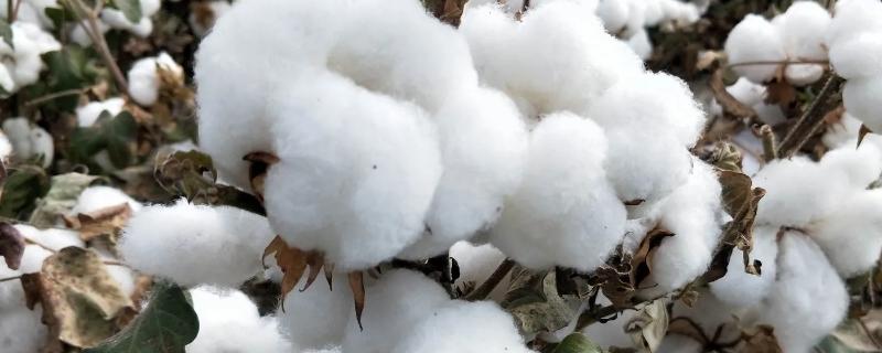 冀棉2016棉花品种简介，转基因抗虫常规棉品种