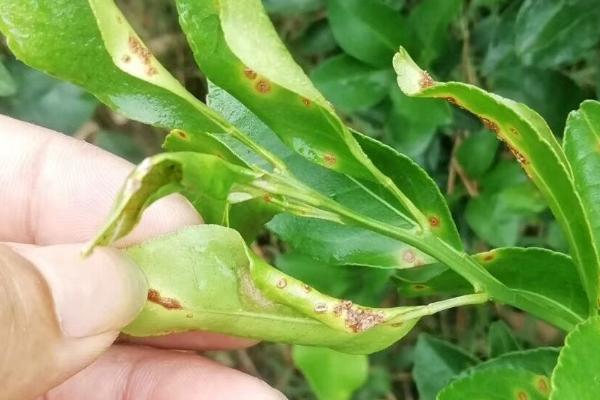 柑橘油斑病如何用药防治，果实成熟后期可喷施络合钙与海藻酸